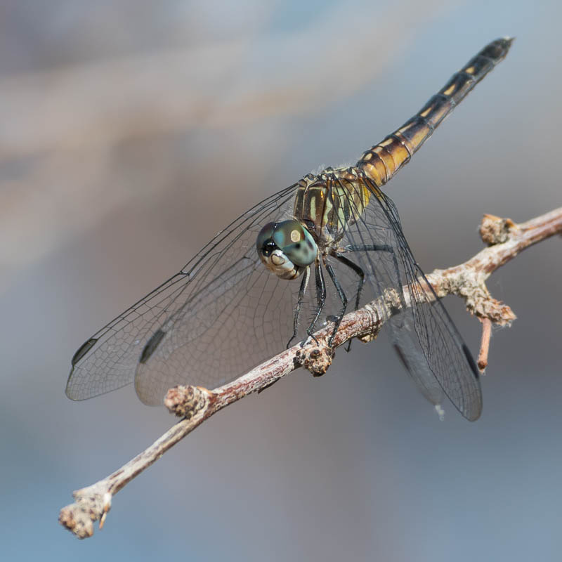 Blue Dasher